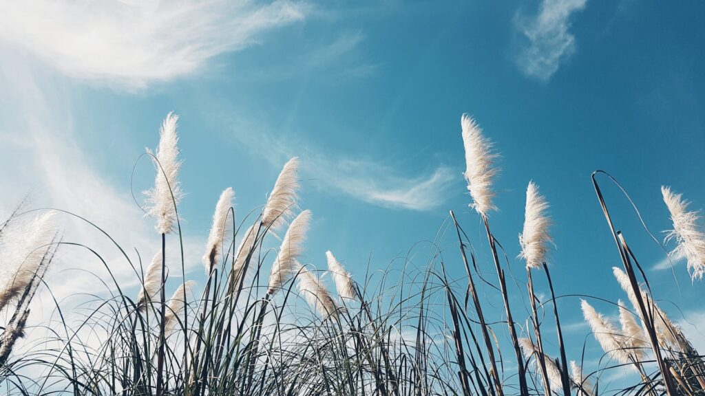 Pampasgras gegen einen blauen Himmel